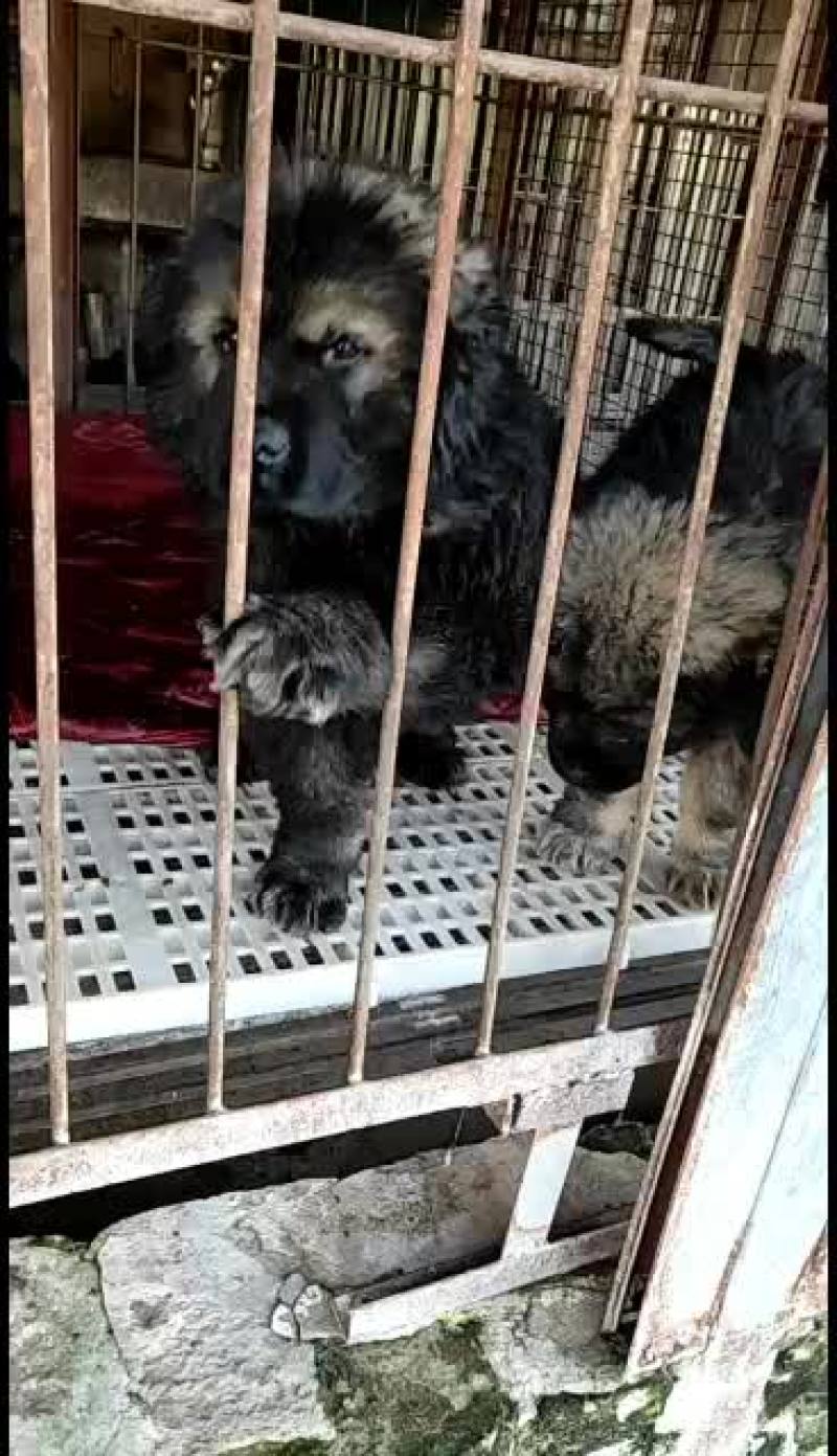 高加索护卫犬活体幼犬大型疫苗齐全高加索幼犬健康包邮