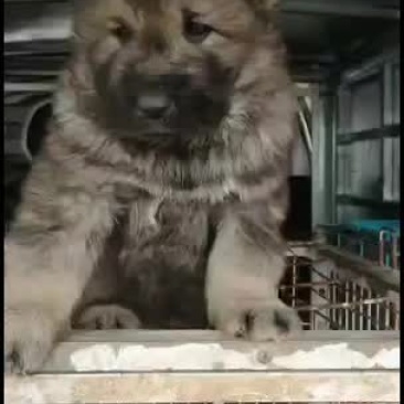 高加索护卫犬活体幼犬大型疫苗齐全高加索幼犬健康包邮