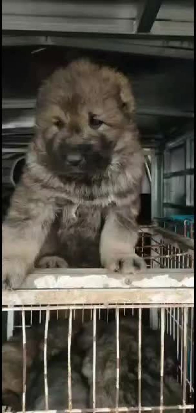 高加索护卫犬活体幼犬大型疫苗齐全高加索幼犬健康包邮