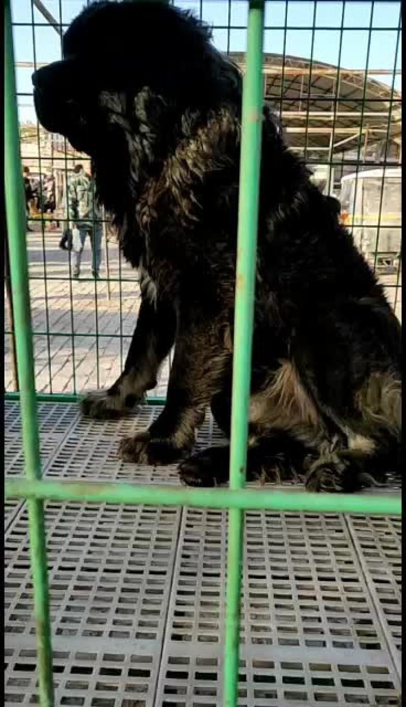 高加索护卫犬活体幼犬大型疫苗齐全高加索幼犬健康包邮
