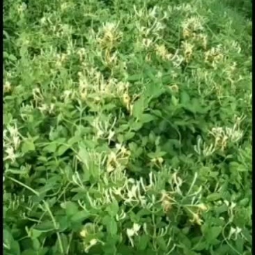 药材种苗四季花金银花苗出售