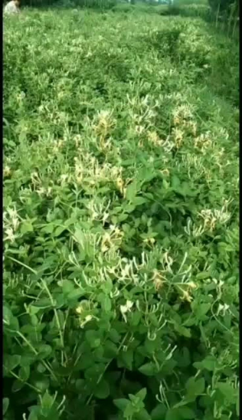 药材种苗四季花金银花苗出售