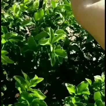 可供特早熟金秋砂糖橘
