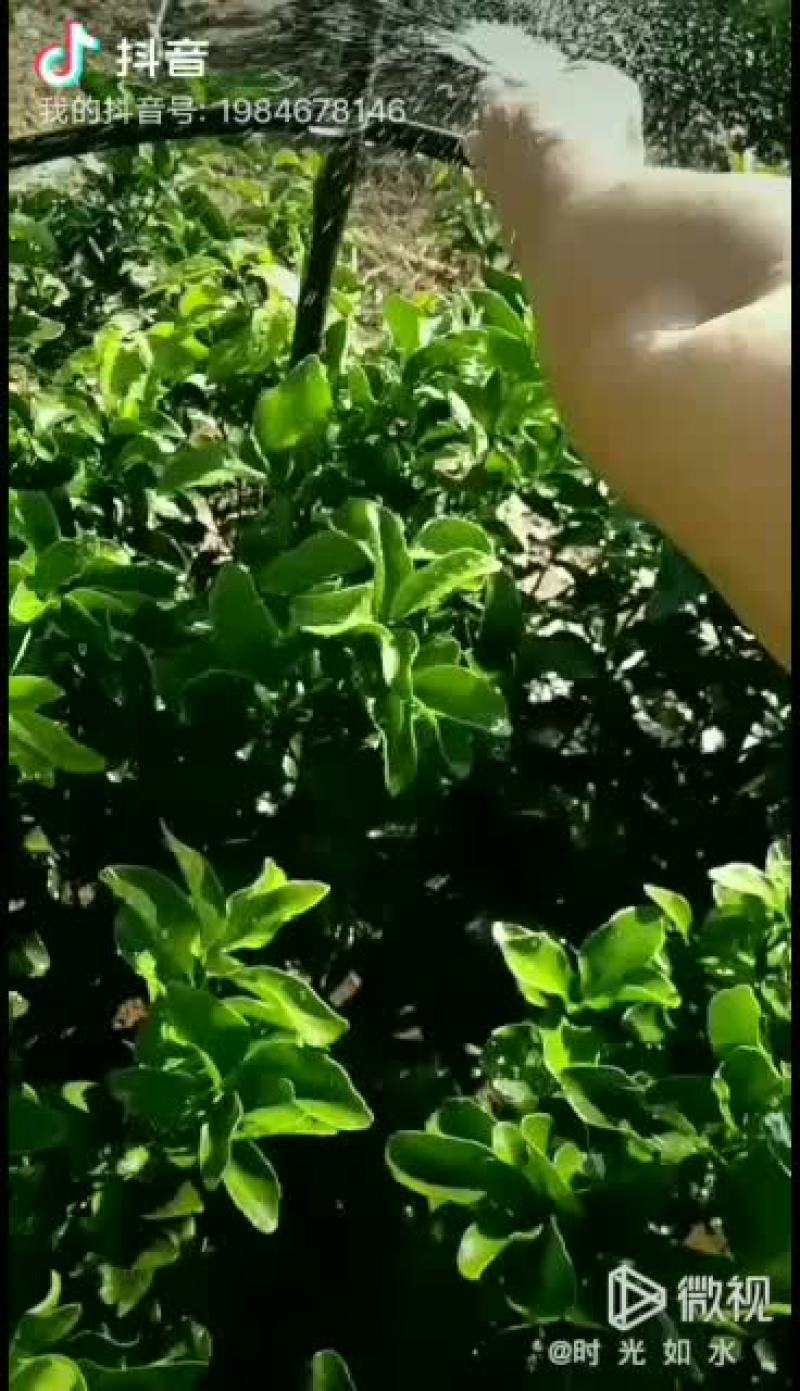 可供特早熟金秋砂糖橘