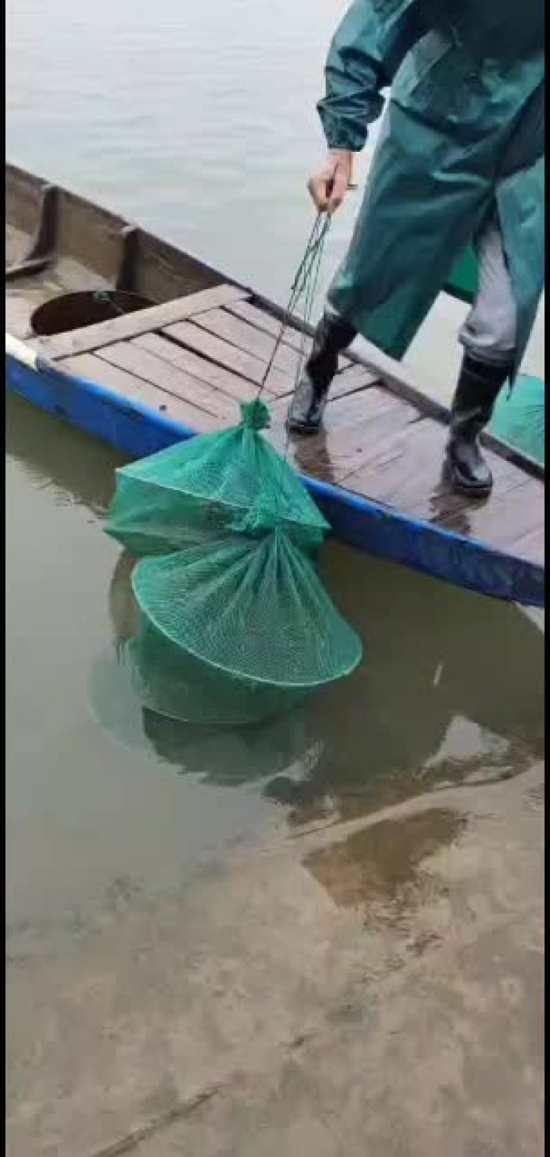 本地河虾，中号跟大号一起，本地货每天早上刚从江里上来