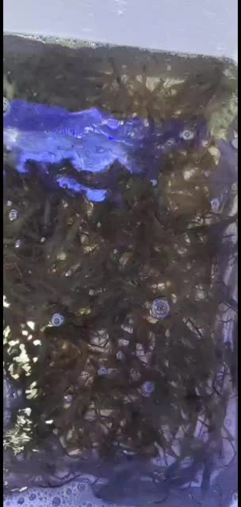 本地河虾，中号跟大号一起，本地货每天早上刚从江里上来