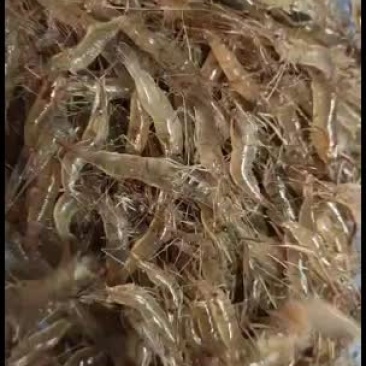 小号河虾，本地货每天早上刚从江里上来的