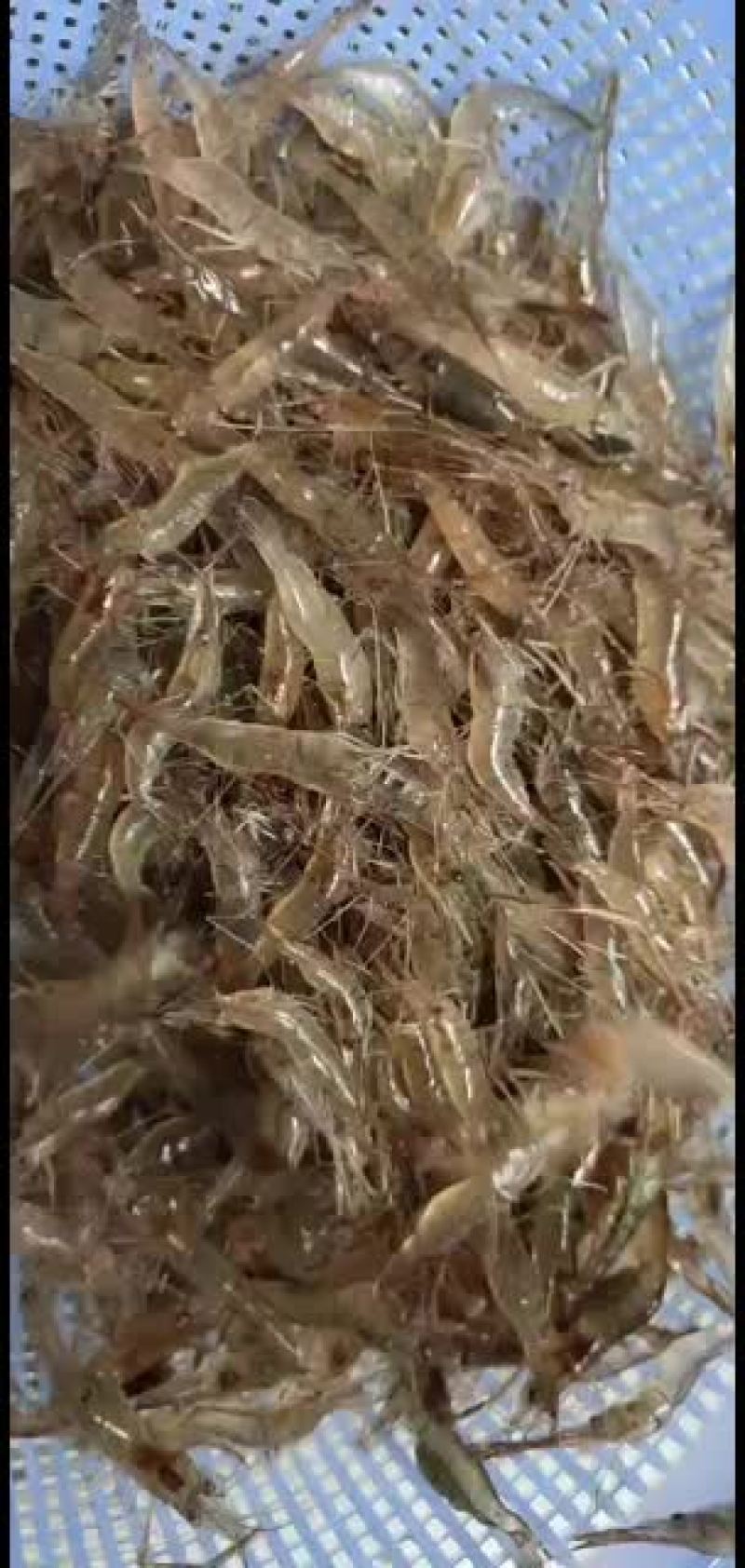 小号河虾，本地货每天早上刚从江里上来的