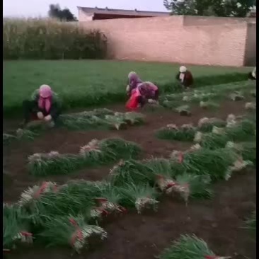 靖远韭菜大量上市可以下单，