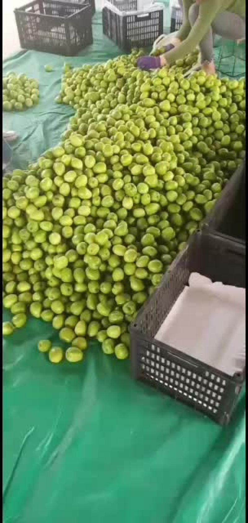 台湾青枣来咯来咯上市咯