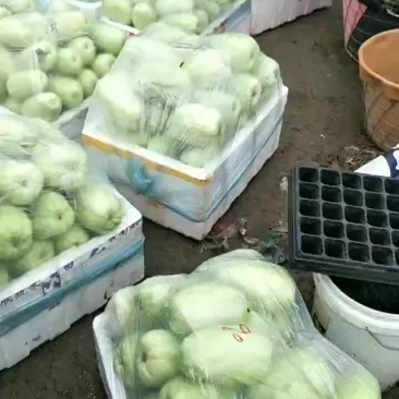 脆瓜