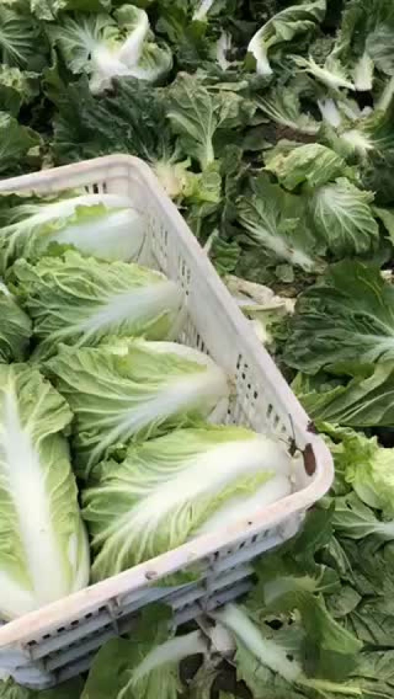 正中矮棵夏阳白菜上市了