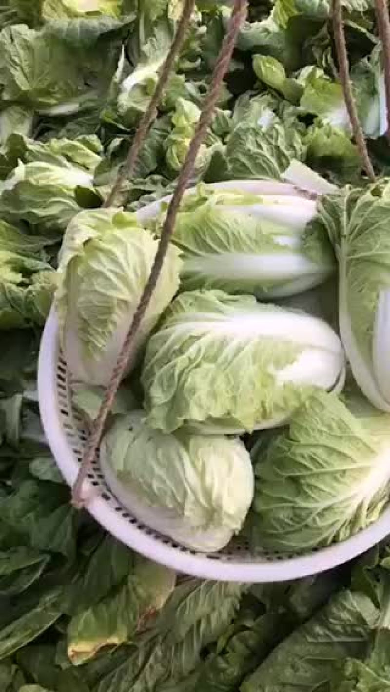 正中矮棵夏阳白菜上市了