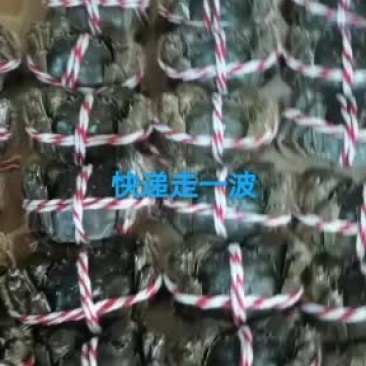 大闸蟹，微山湖大闸蟹，送亲访友，礼盒装