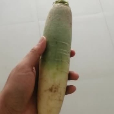 1斤左右水果萝卜//50亩