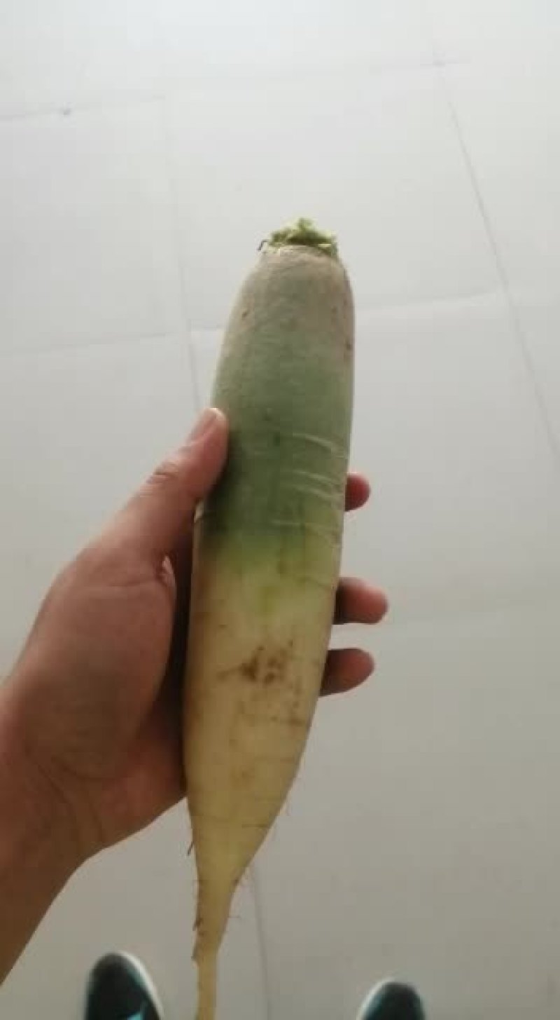 1斤左右水果萝卜//50亩