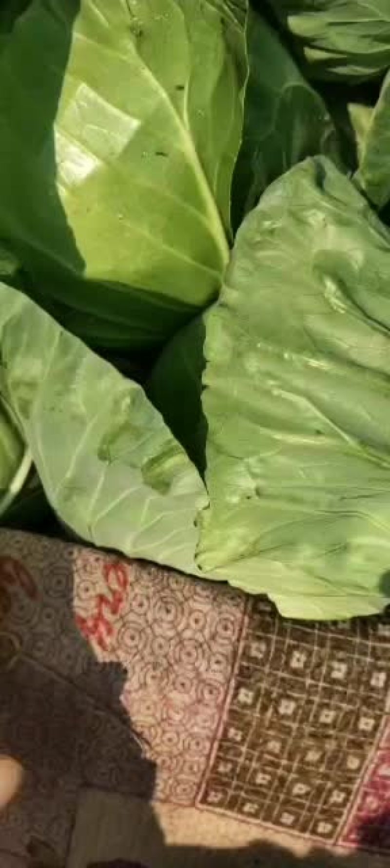 甘蓝，绿甘蓝希望甘蓝