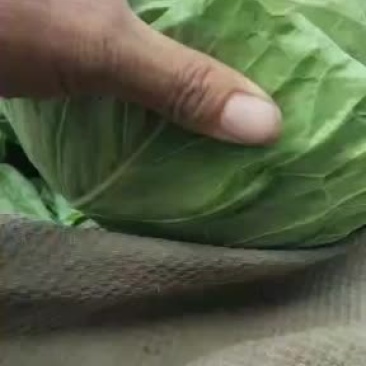甘蓝，绿甘蓝希望甘蓝