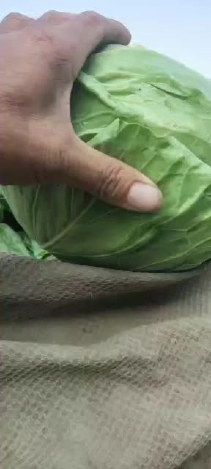 甘蓝，绿甘蓝希望甘蓝