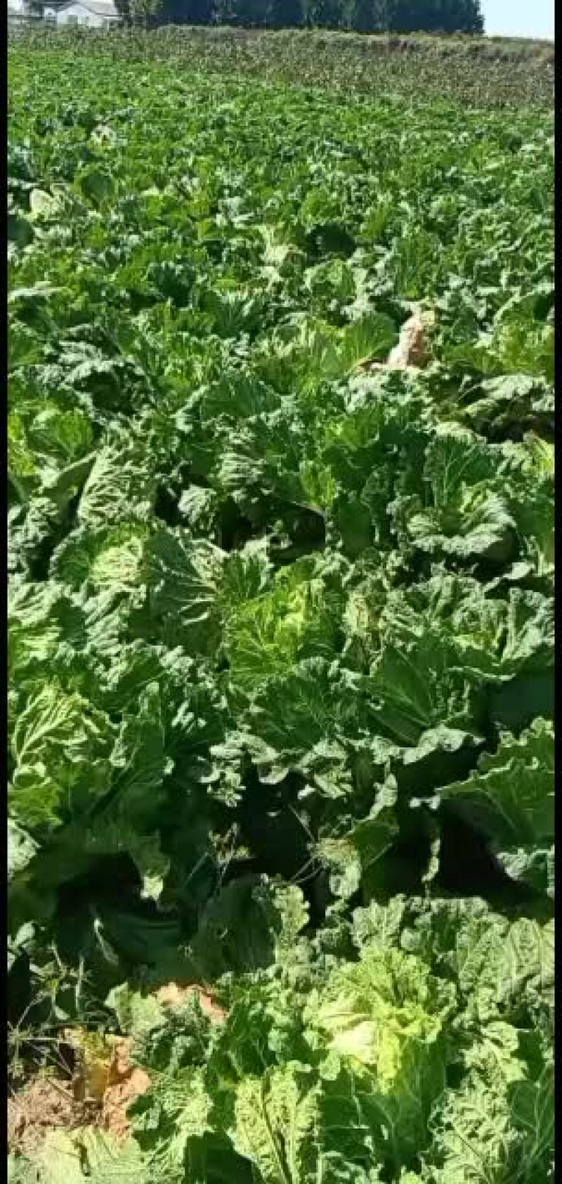 黄旗堡镇义和秋白菜上市了，需要的联系我哦