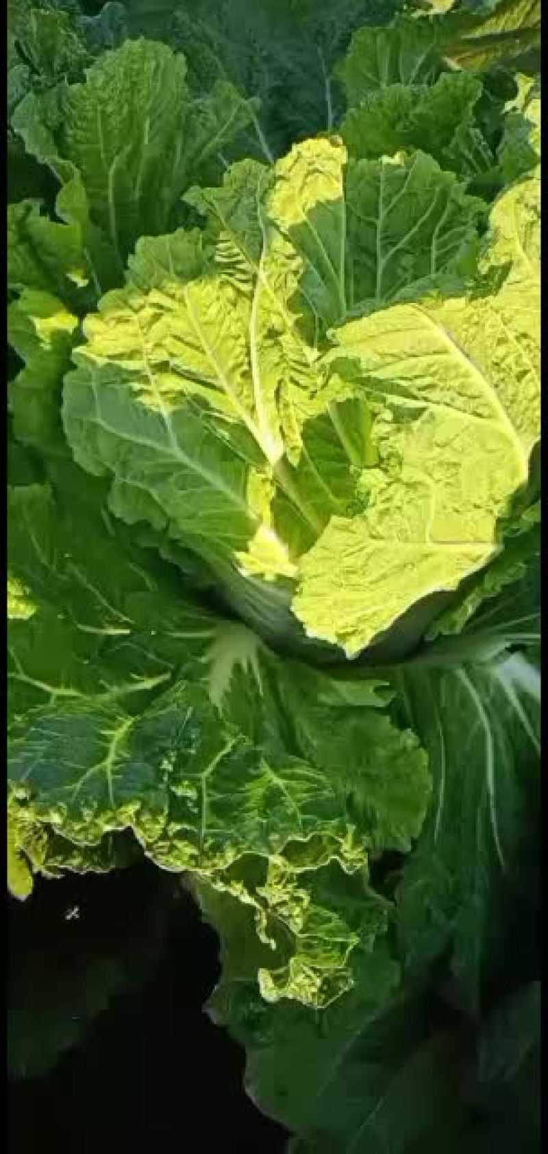 黄旗堡镇义和秋白菜上市了，需要的联系我哦