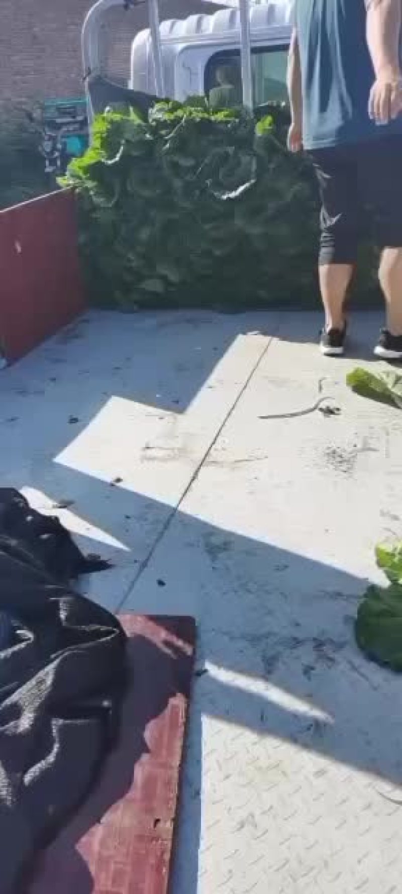 黄旗堡镇义和秋白菜上市了，需要的联系我哦