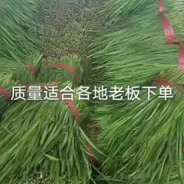 精品二刀韭菜大量走，欢迎新老客户来电骚扰