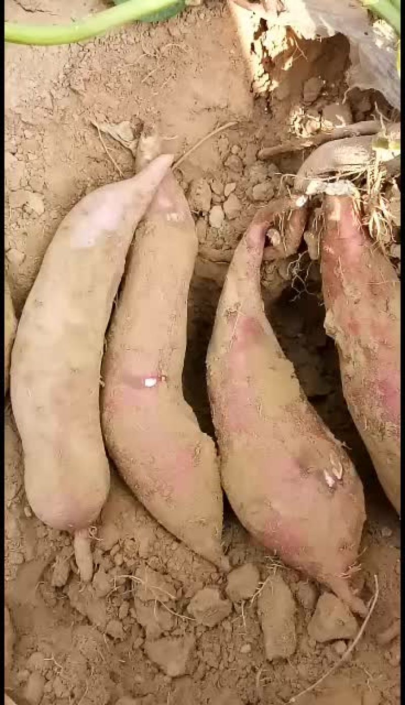 商薯十九红薯！口感面甜！无丝！