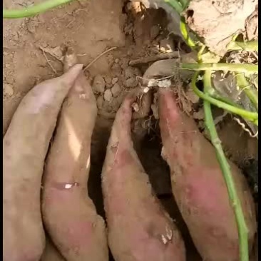 商薯十九红薯！口感面甜！无丝！