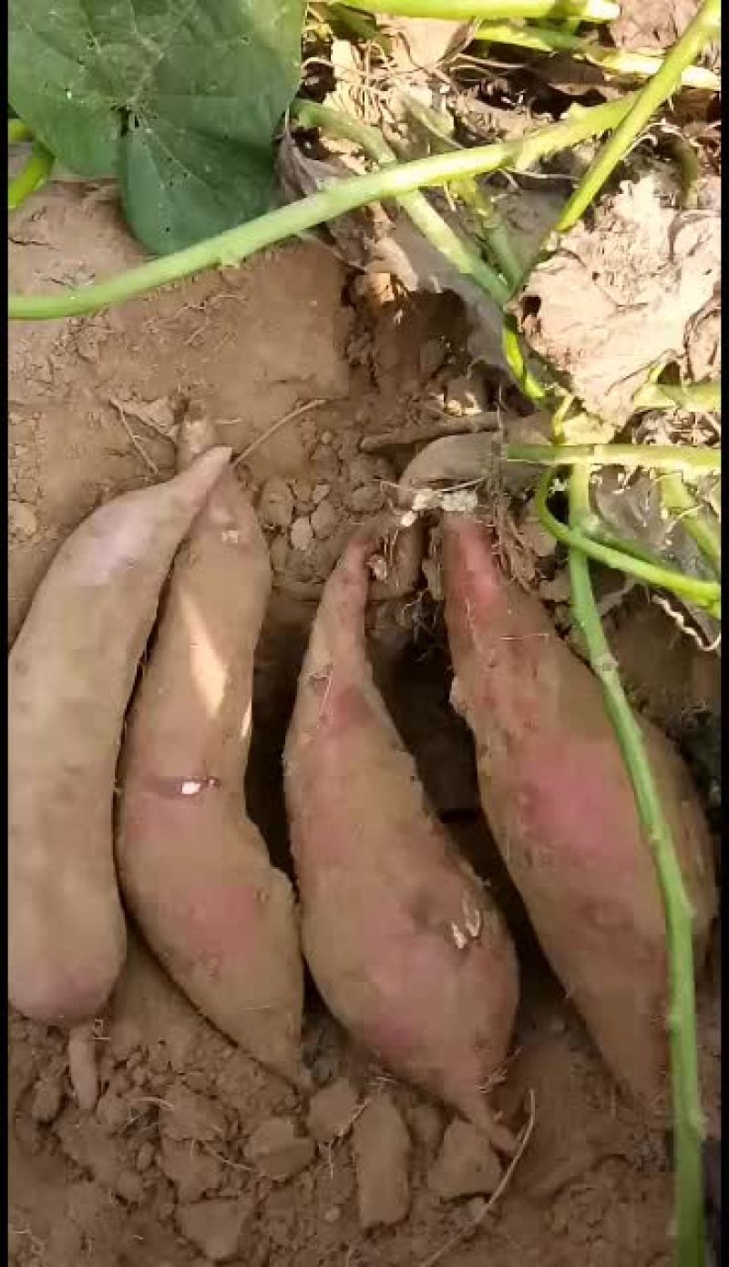 商薯十九红薯！口感面甜！无丝！