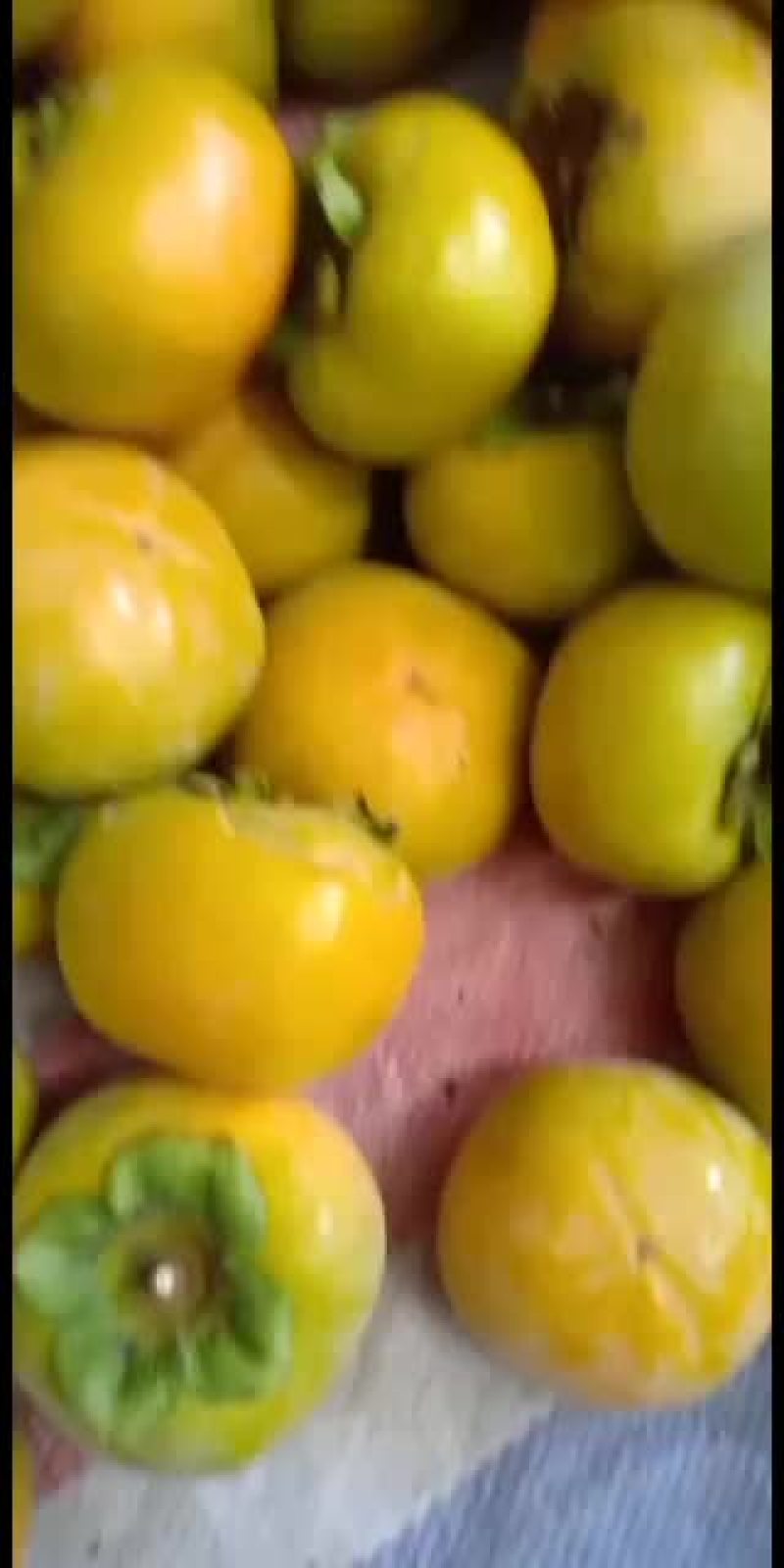 水果柿子，脆甜爽口阳丰