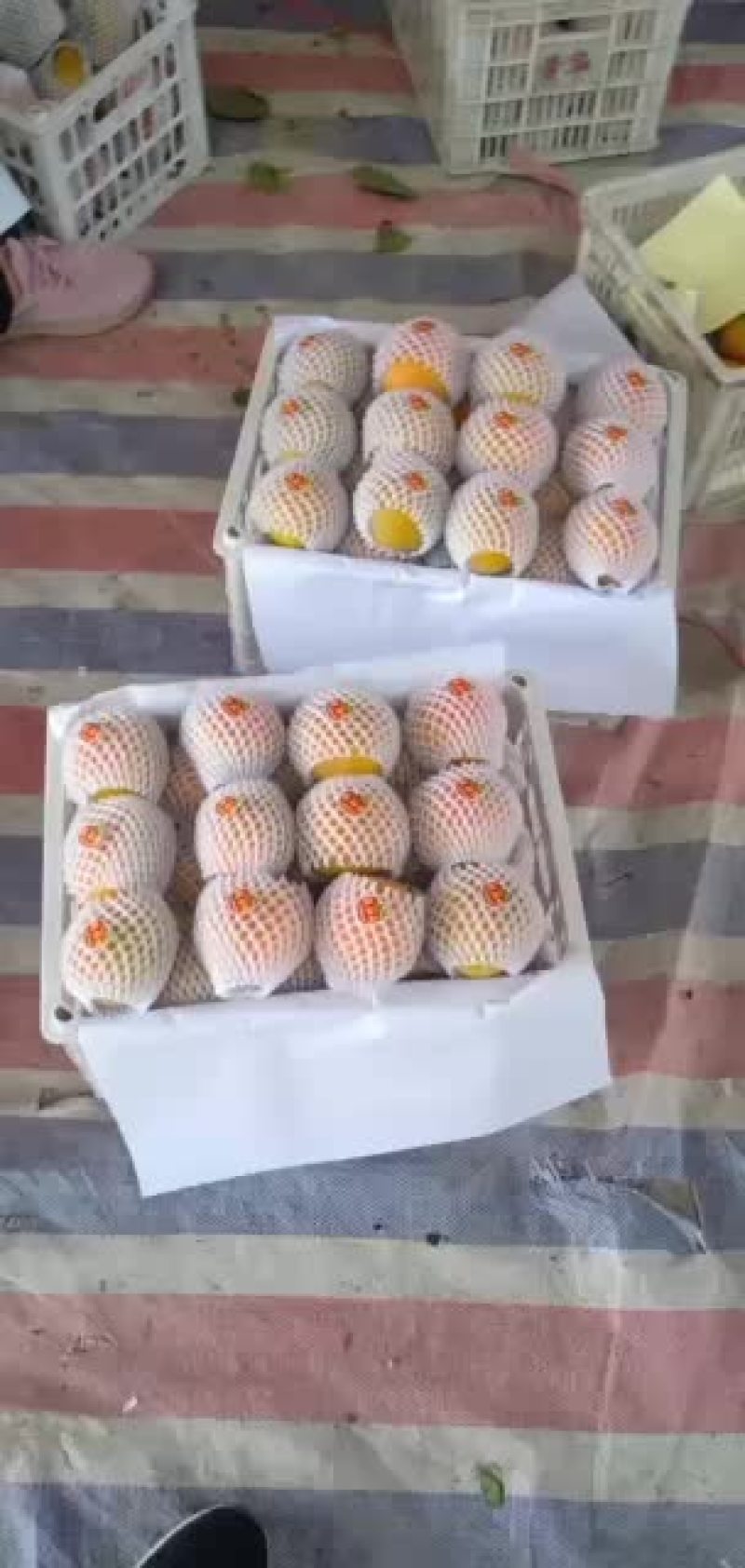 水果柿子，脆甜爽口阳丰
