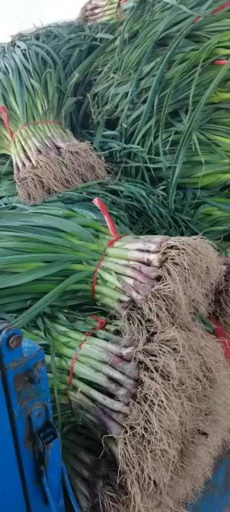 红根蒜苗根正苗红大量上市了