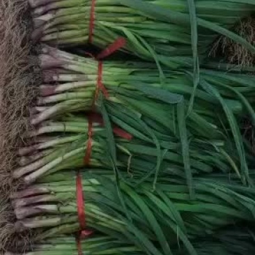 红根蒜苗根正苗红大量上市了