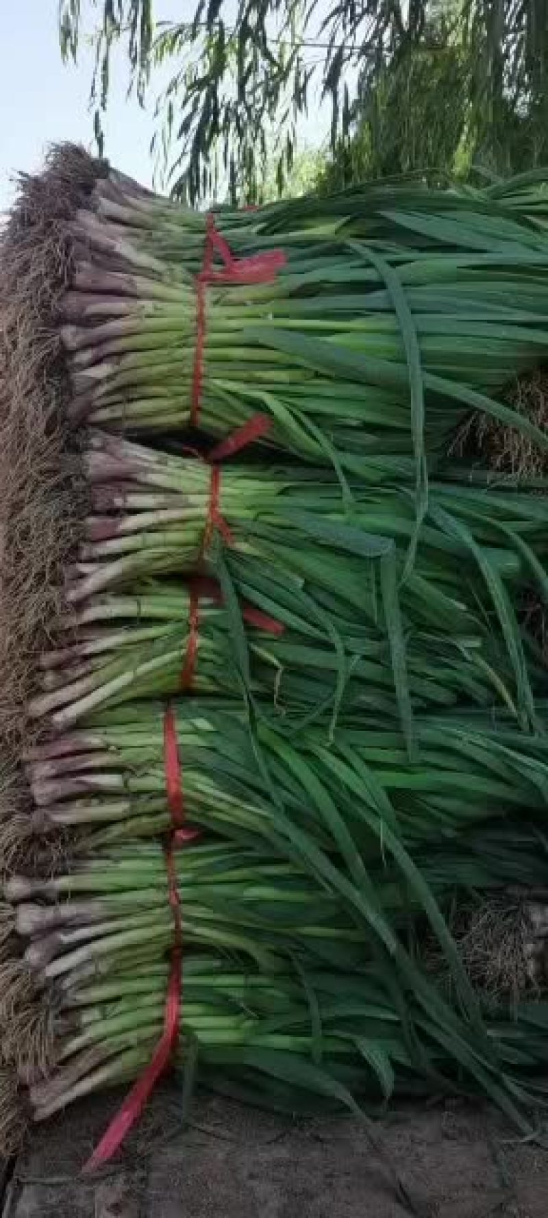 红根蒜苗根正苗红大量上市了