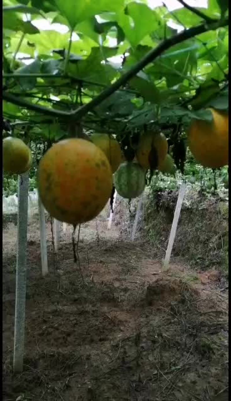 吊瓜子，贵州高原吊瓜子