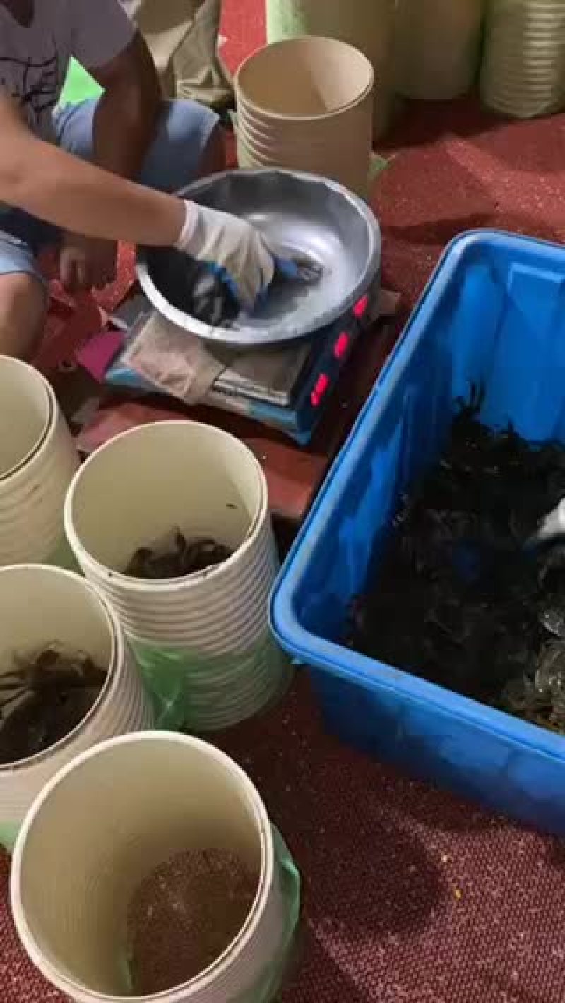 大闸蟹批发零售真诚合作