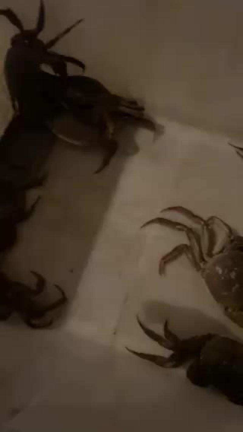 大闸蟹批发零售真诚合作