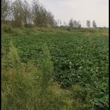 红薯正宗烟薯原产地