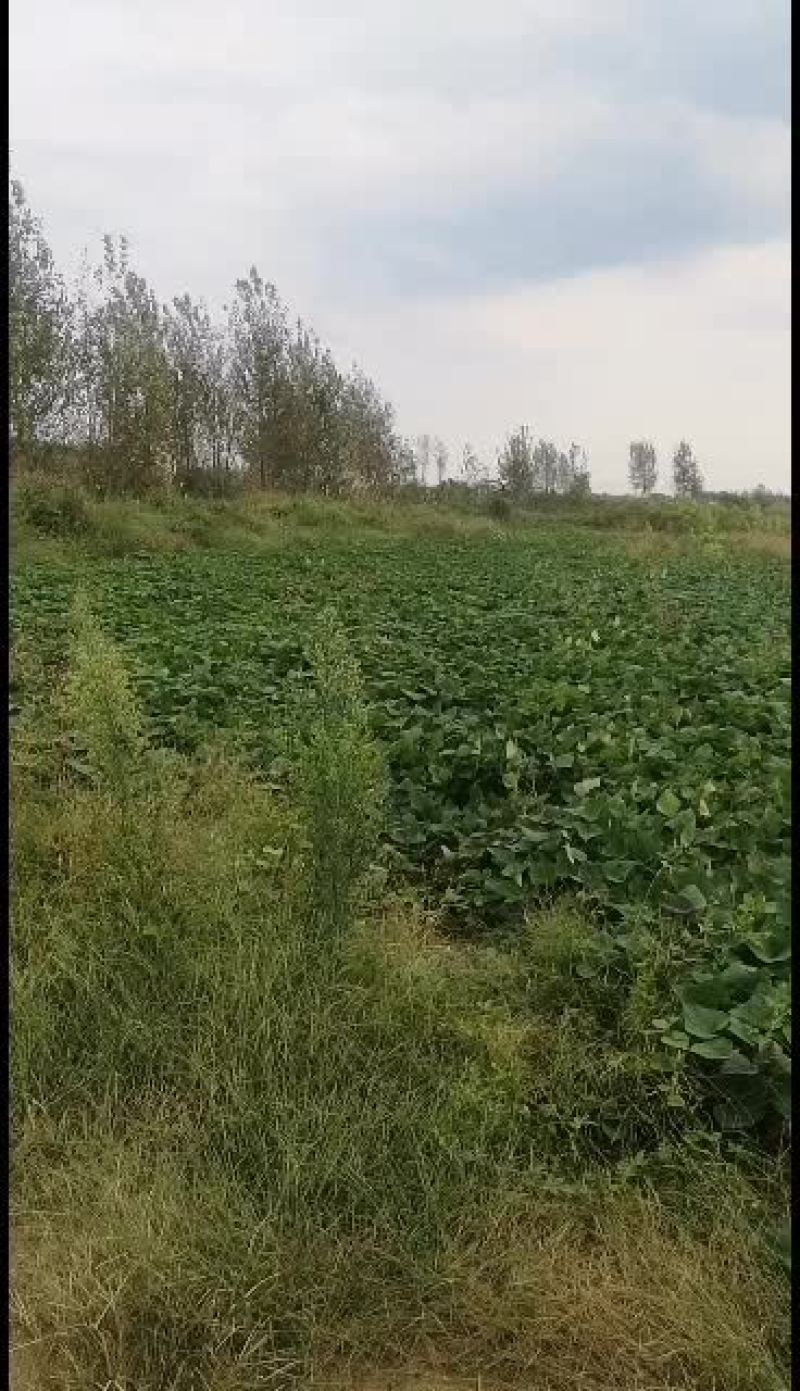 红薯正宗烟薯原产地