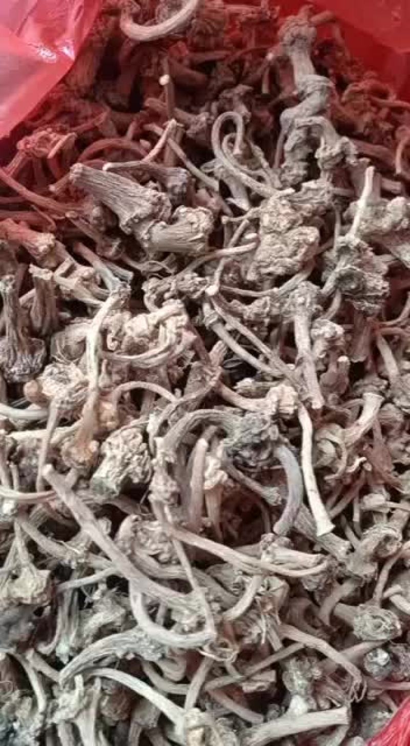 中药材珠儿参包邮正品野珠子参钮扣子七无硫干货鞭三疙瘩无