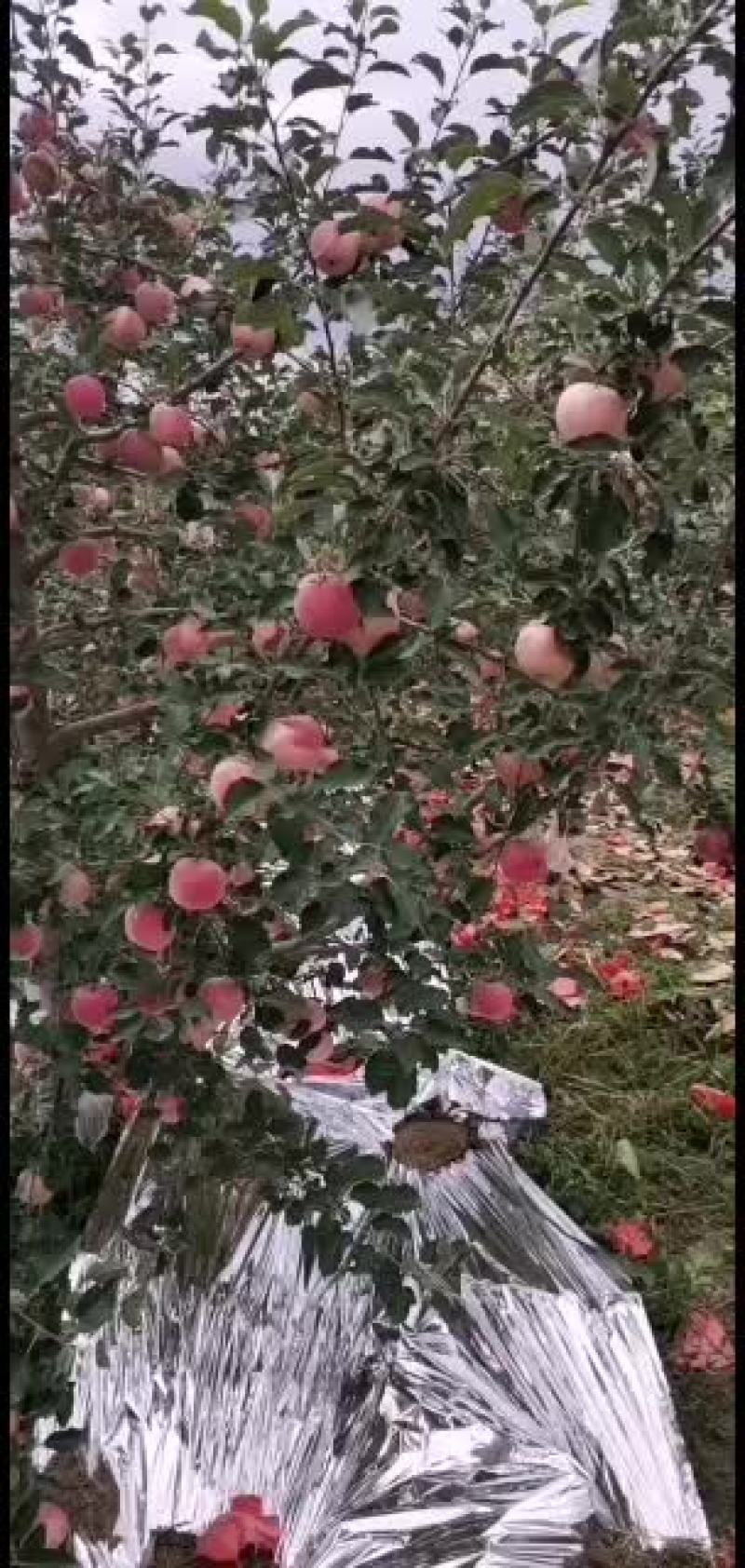 红富士产地直销价格美丽