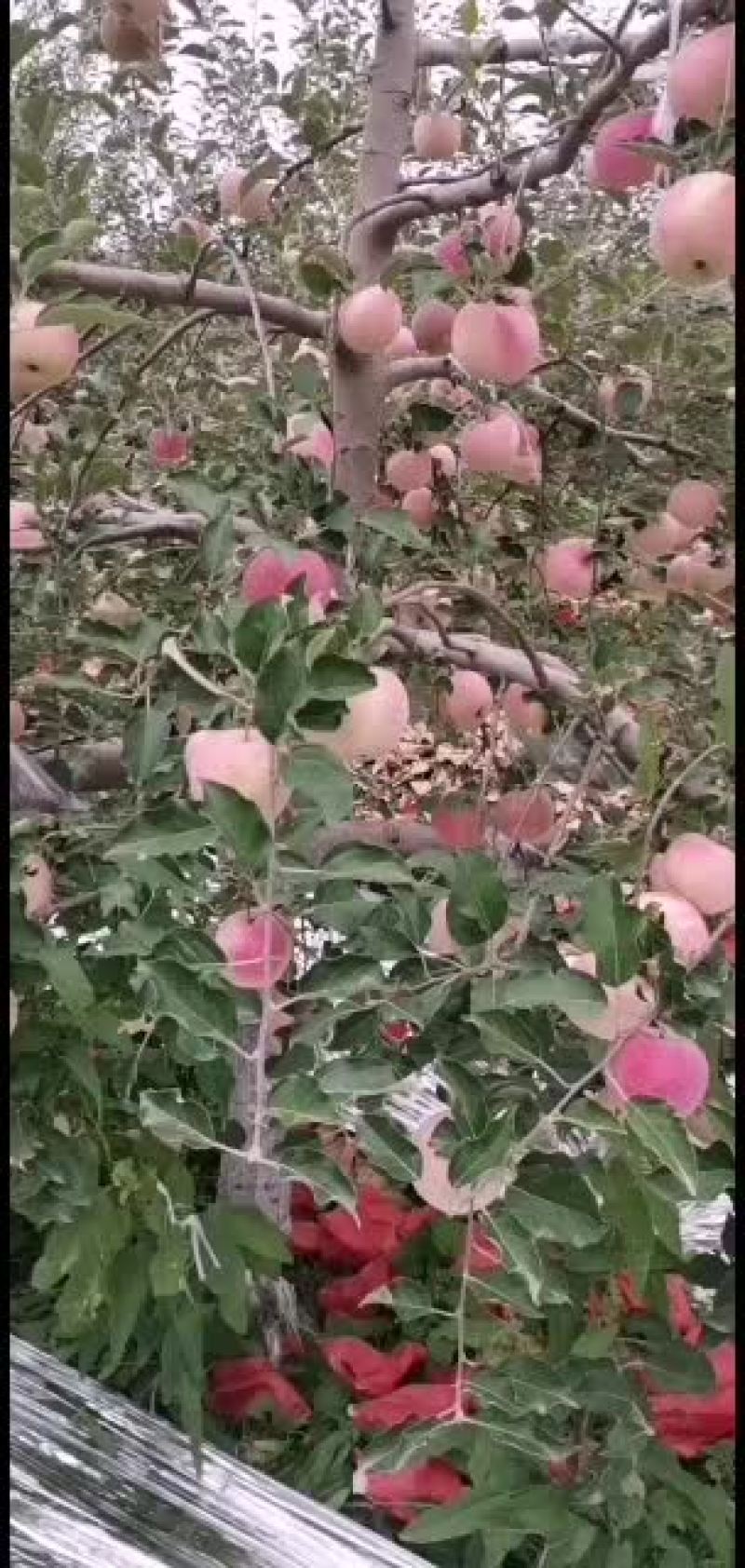 红富士产地直销价格美丽