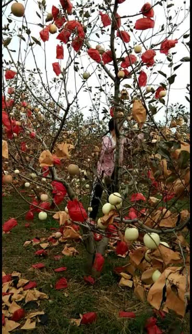 苹果纸袋秦冠苹果和富士质优价更优