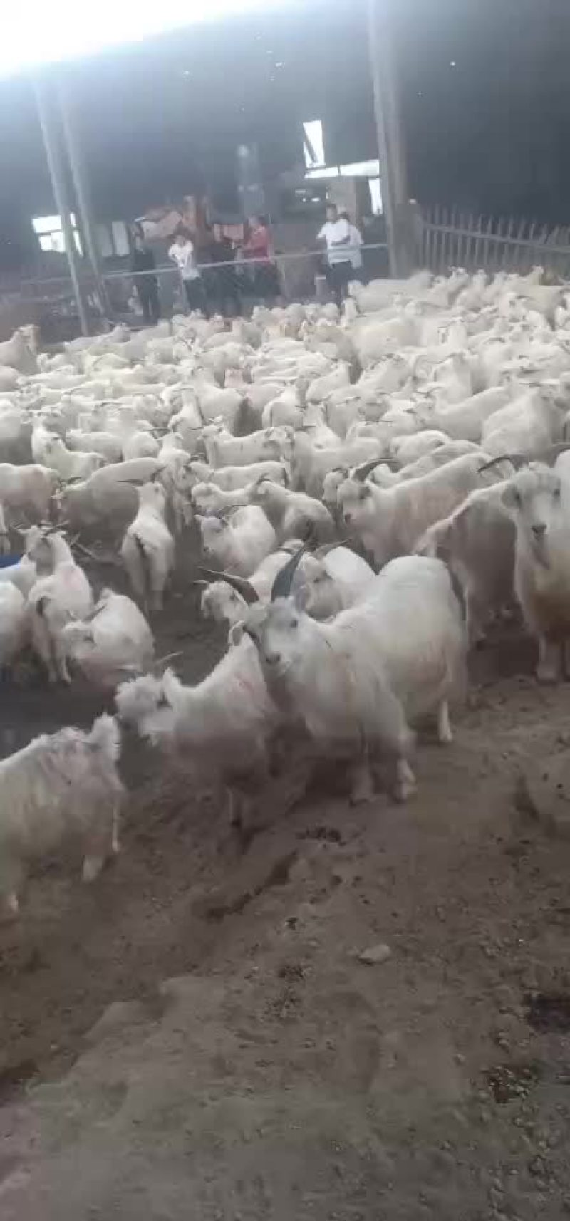 绒山羊