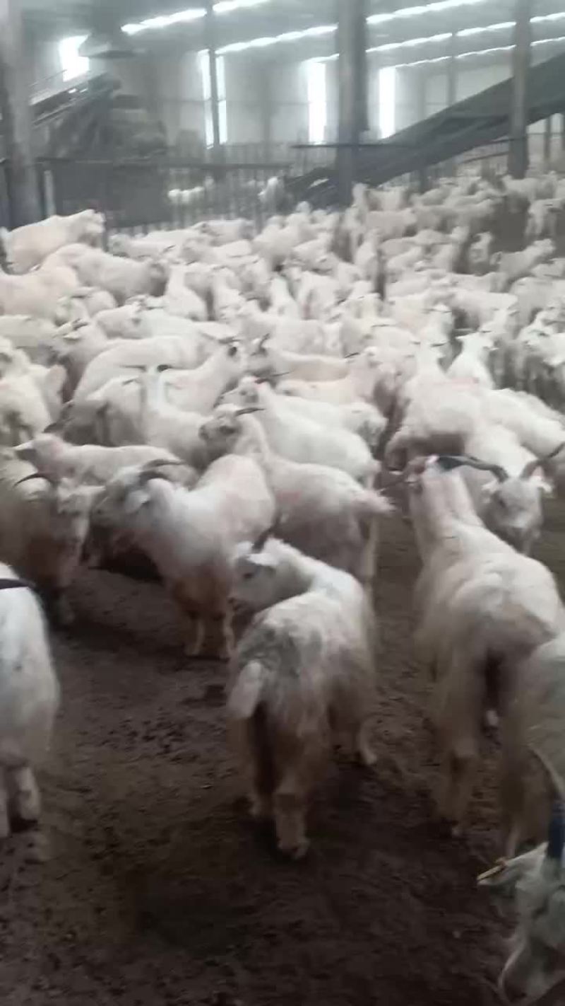 绒山羊