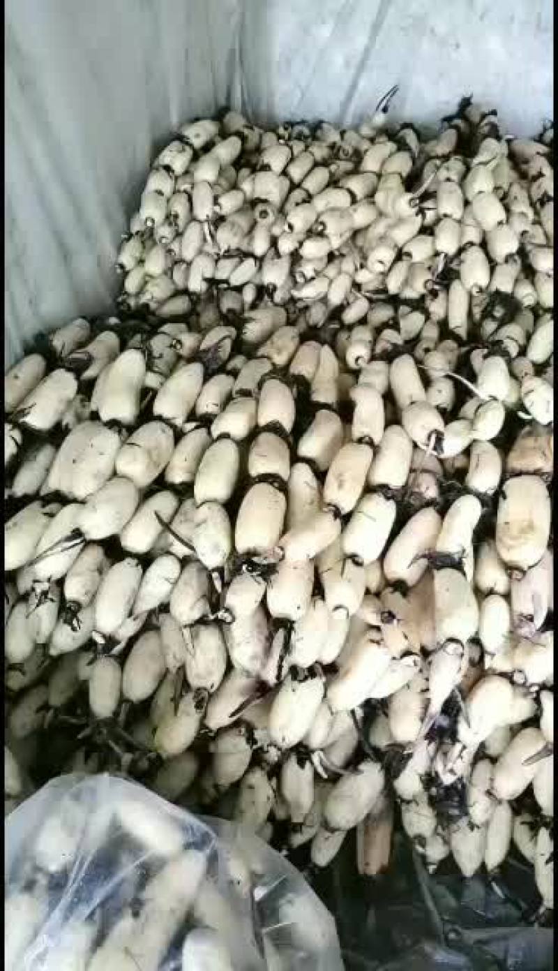 美人红莲藕大量上市中……欢迎各位老板采购……