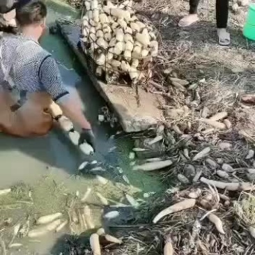 美人红莲藕大量上市中……欢迎各位老板采购……