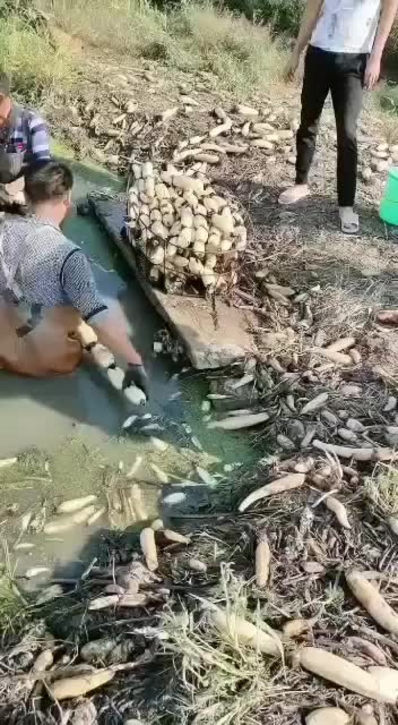 美人红莲藕大量上市中……欢迎各位老板采购……