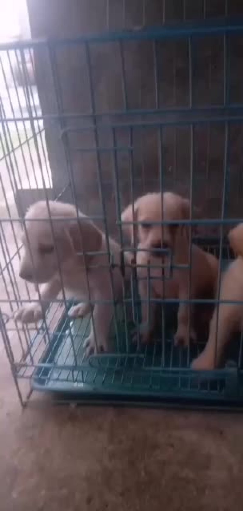 精品马犬价格亲民，欢迎：你的到来